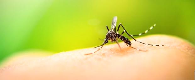 Malezya’da dang hummasına karşı “özel bakterili sivrisinek”