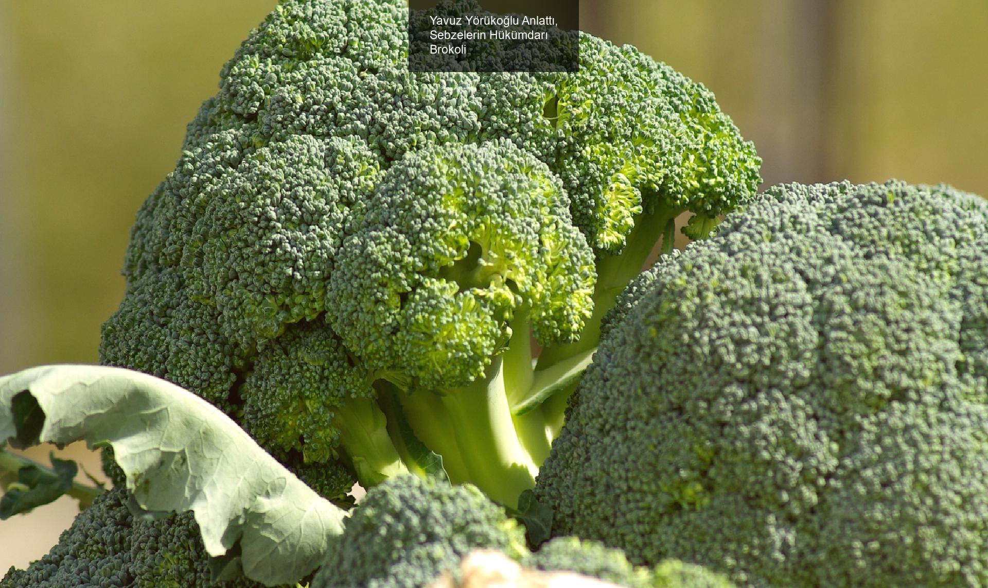 Yavuz Yörükoğlu Anlattı, Sebzelerin Hükümdarı Brokoli